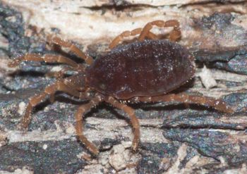 Media type: image;   Invertebrate Zoology 134644 Description: insitu image;